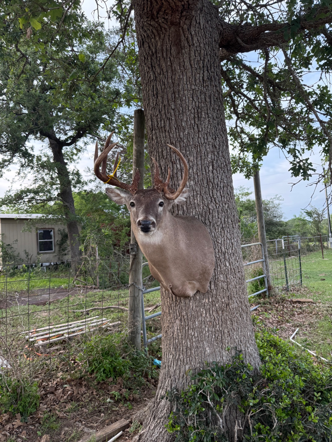 Whitetail deer shoulder mount with thick antlers