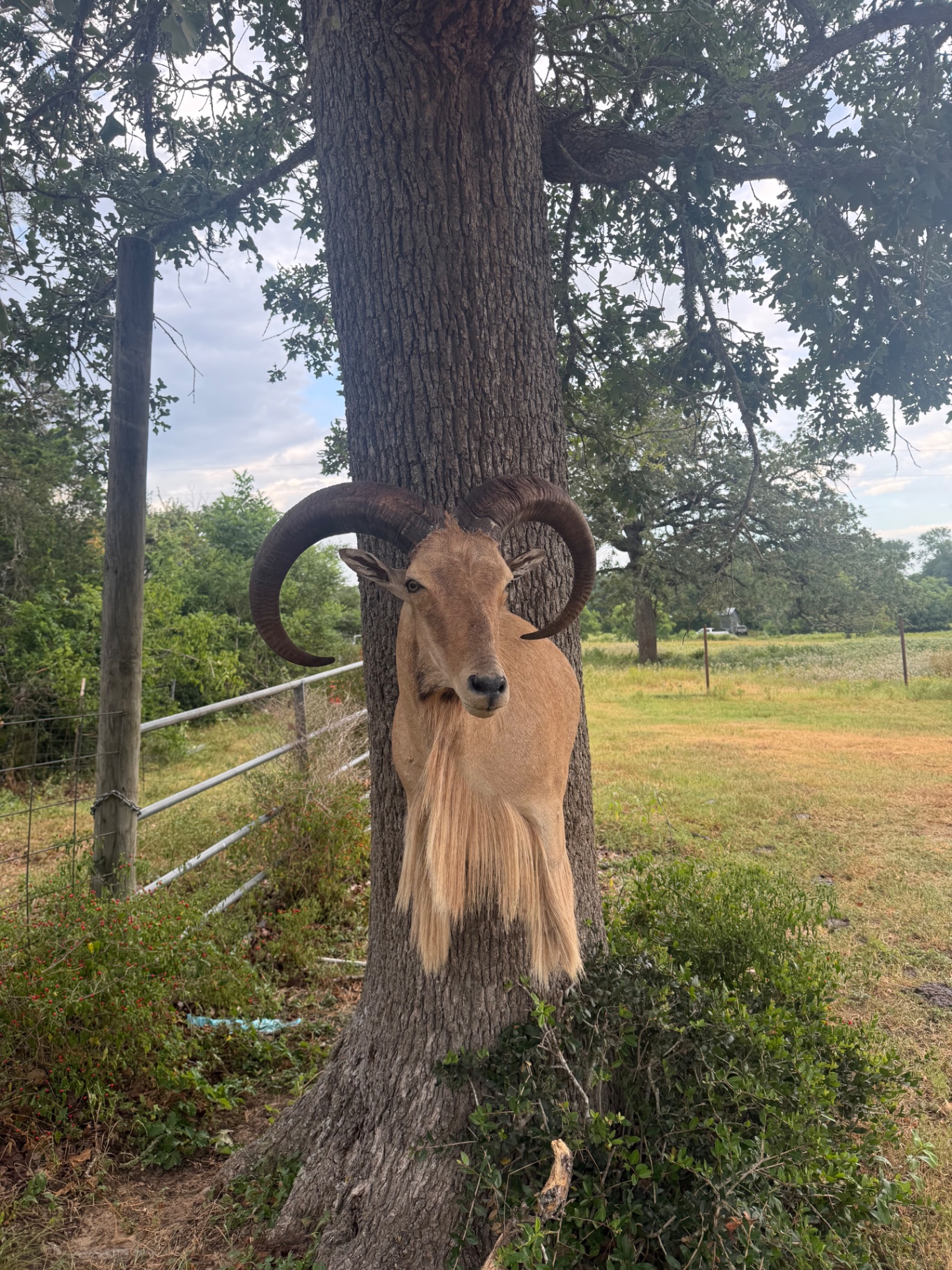 Aoudad ram shoulder mount on tree trunk