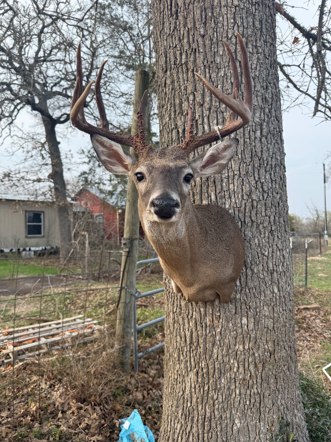 Whitetail deer shoulder mount in winter coat