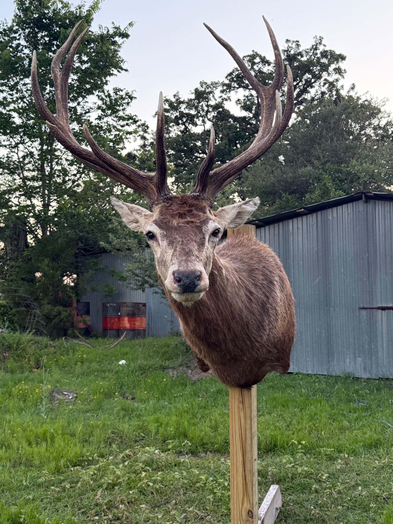 Red stag shoulder mount with large antlers